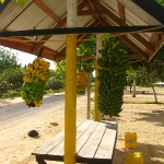 Bananen sind für jeden da und hängen an den Fales in der Dorfmitte